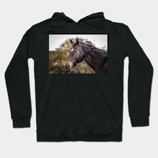 Horse relaxes on pasture Hoodie